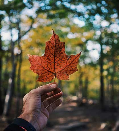 Study in Canada